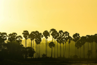 The Tamil Renaissance