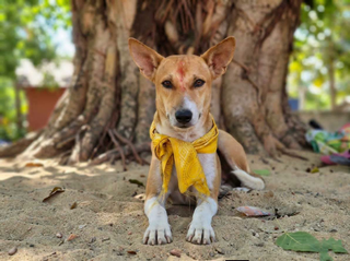 The Pilgrim Dog That Walked Into a Religious Firestorm
