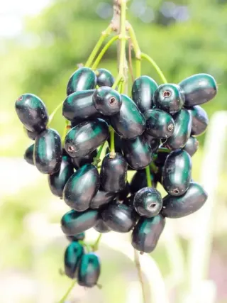 A Boy Died Minutes After Eating a Fallen Fruit. The Explanation Is a Medical Mystery