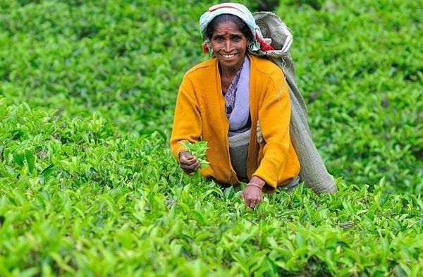Indian Tamils Who Built Sri Lanka’s Tea Economy Are Now Leaving It