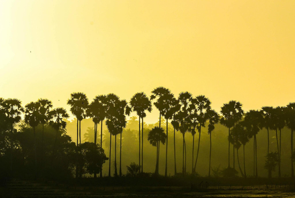 The Tamil Renaissance