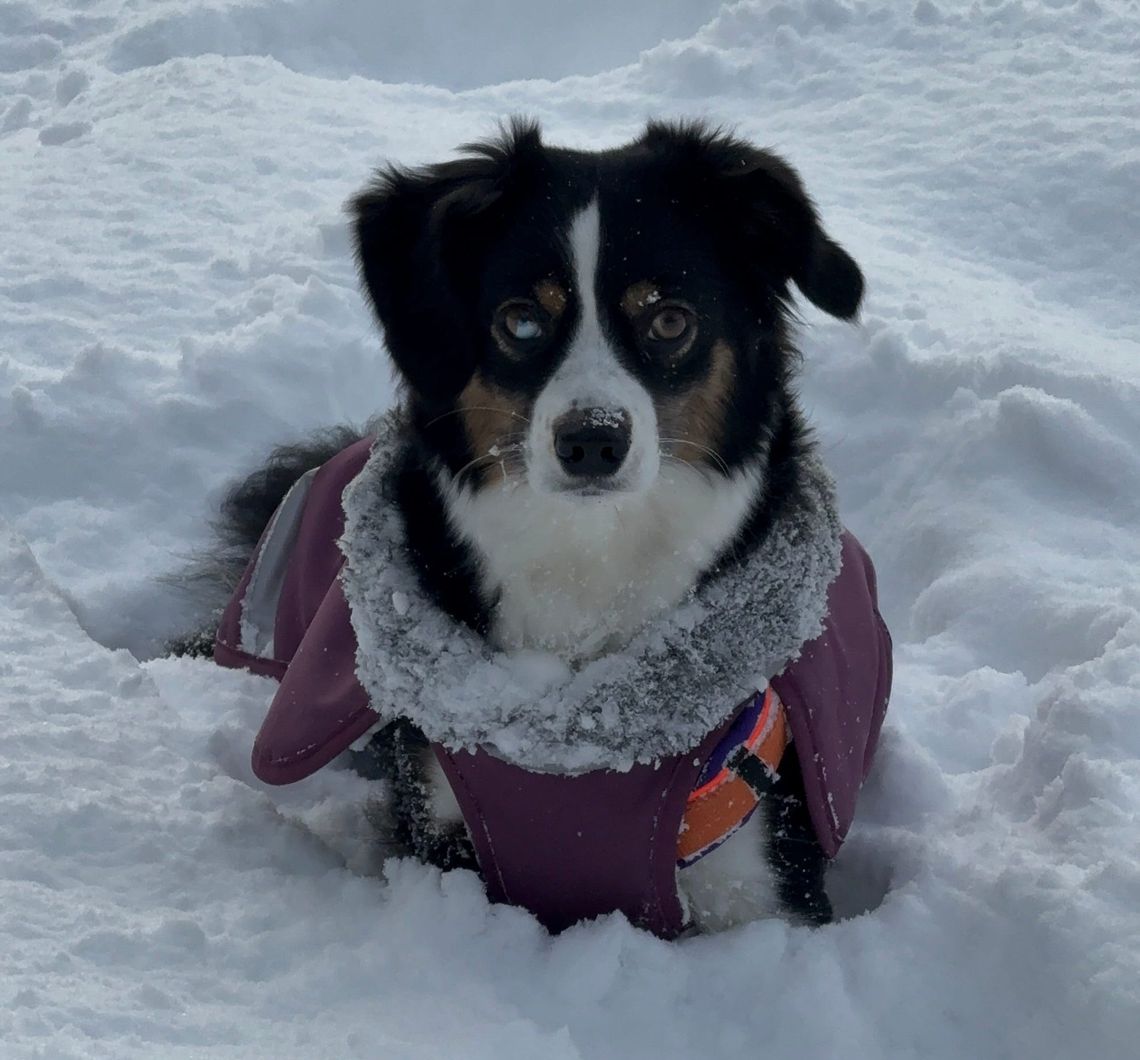 Der erste Schnee und ein platter Hund *wortwörtlich*