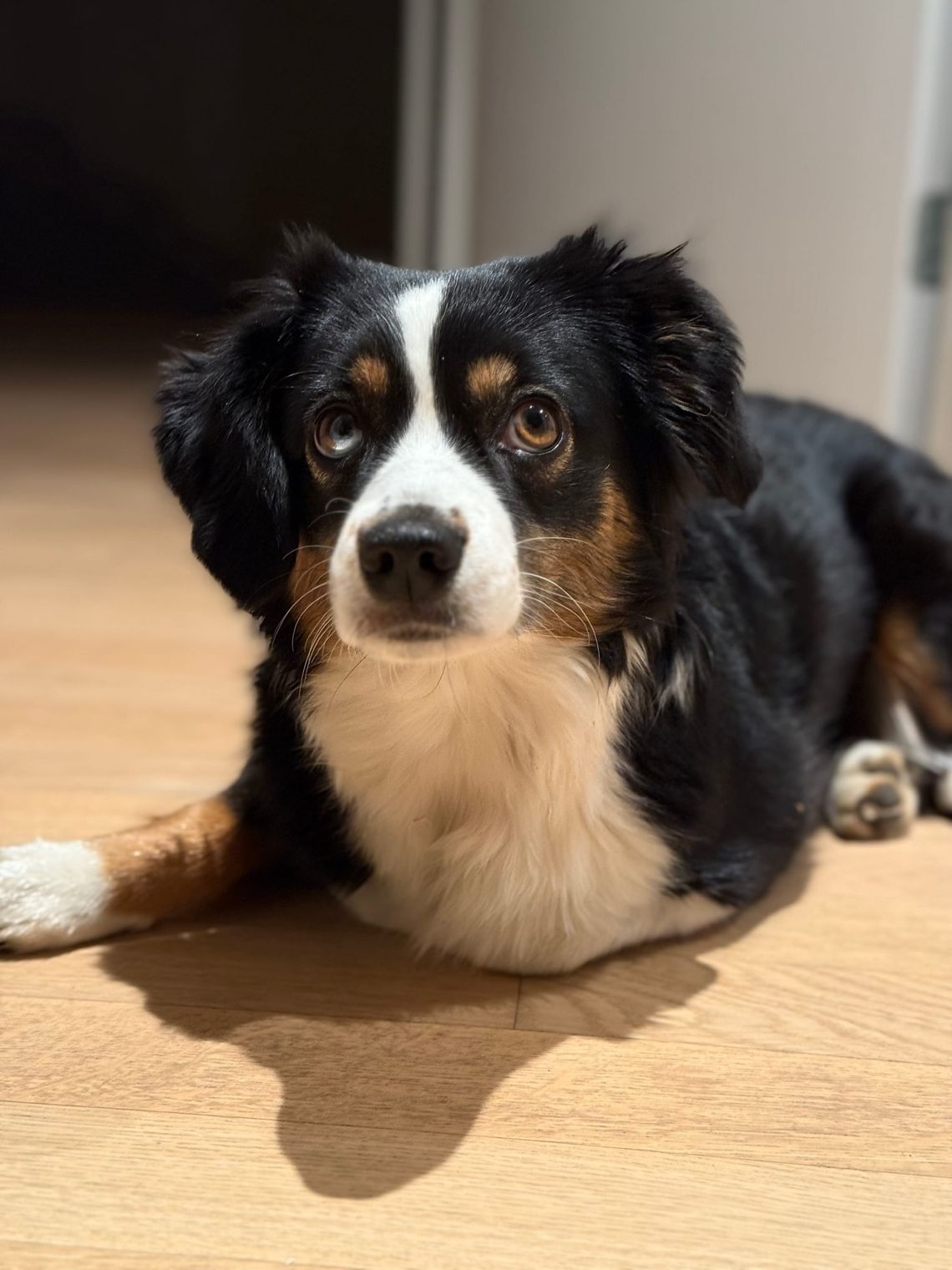 Finchen und ich wurden vor unserer Haustür von einem Hund angegriffen
