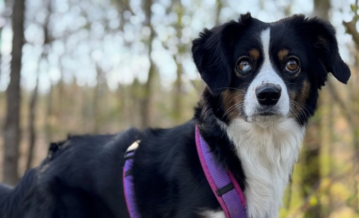 24 Stunden ohne Worte: Eine Challenge mit  meiner Assistenzhündin