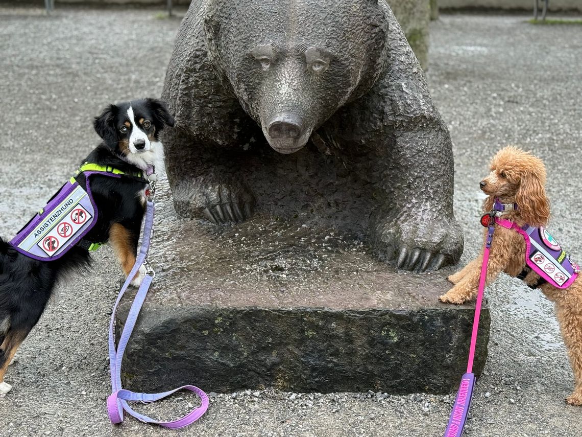 Ein Abenteuer im BärenPark Bern – unterwegs mit zwei Assistenzhunden