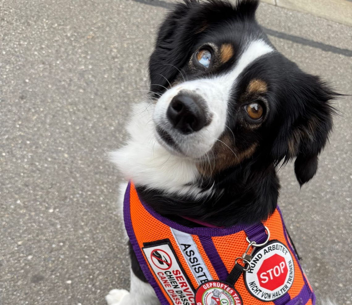 Was tun, wenn dir der Zutritt mit Assistenzhund verweigert wird?