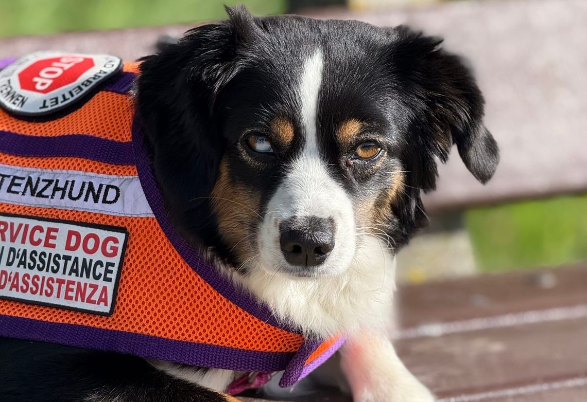 Mit Assistenzhund in einer fremden Stadt unterwegs ohne die Sprache zu sprechen