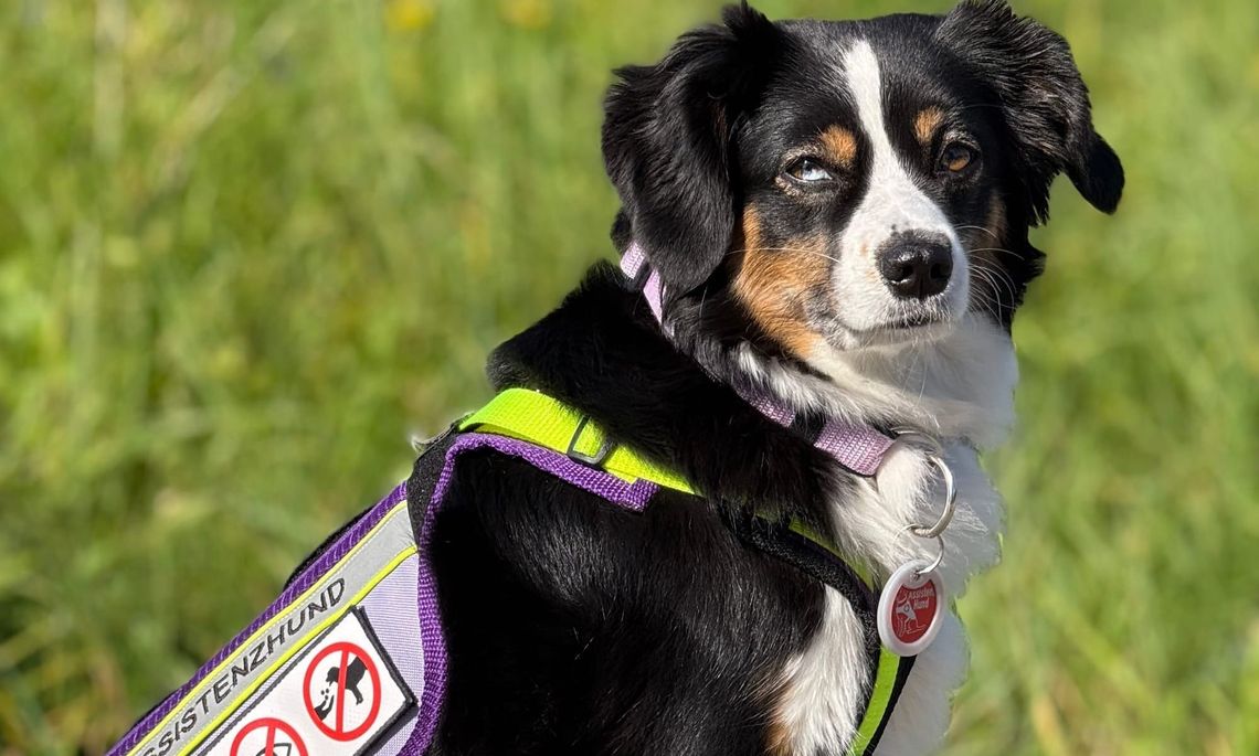 Warum der Tierarztbesuch für Assistenzhunde so wichtig ist