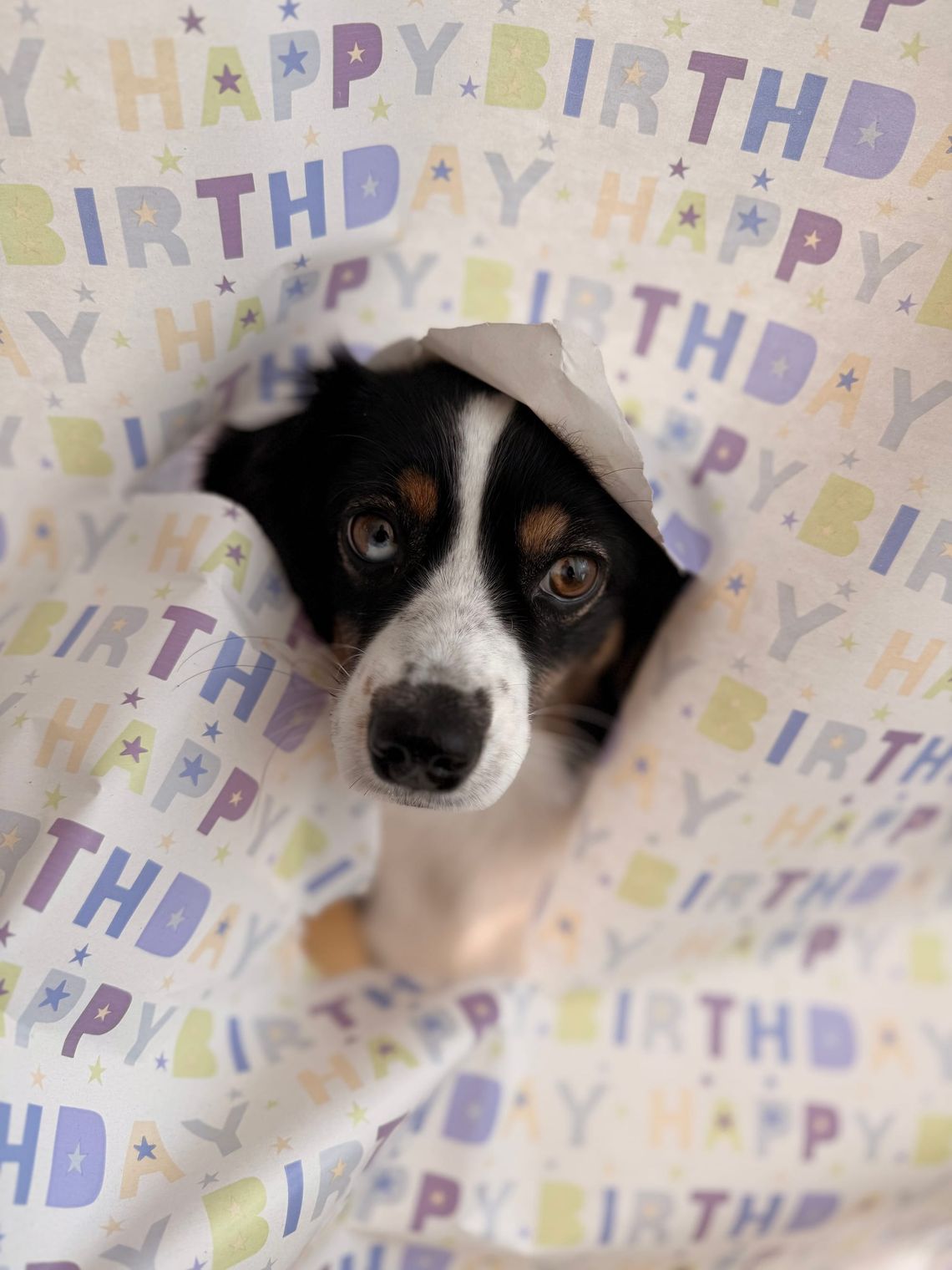 Happy Birthday, Finchen – auf viele weitere gemeinsame Jahre!