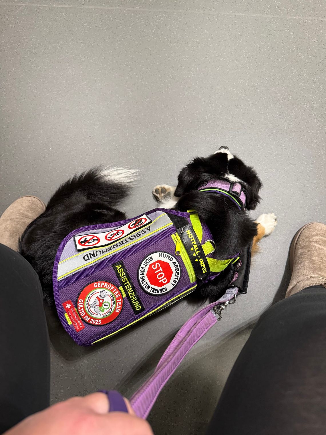 Assistenzhund zeigt im Wartezimmer an