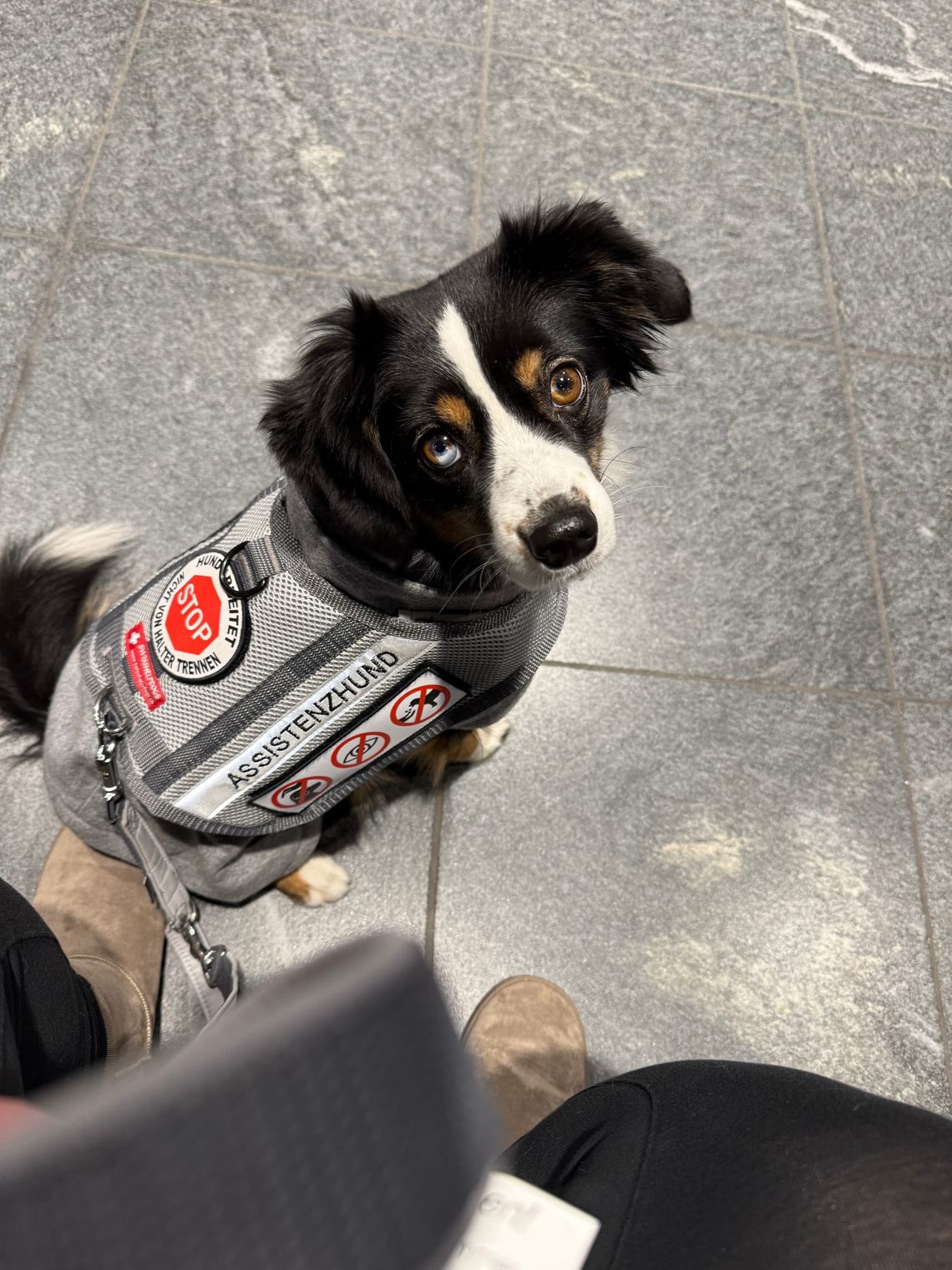 Zutrittsprobleme im Hotel – wenn Assistenzhunde fälschlich als Haustiere gelten