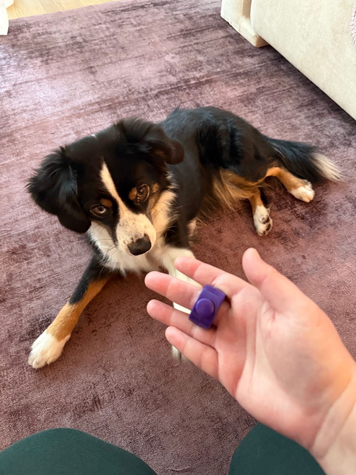 Tricktraining - ROLLE