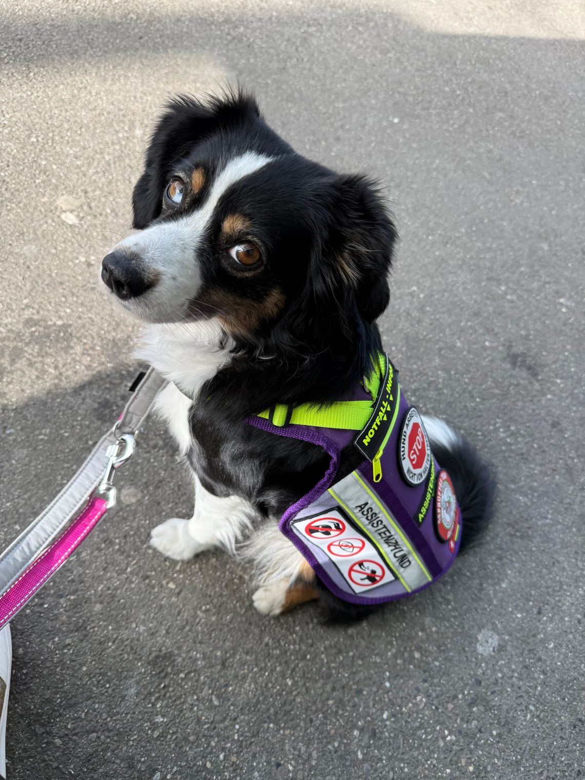 Wenn meine Assistenzhündin überlegt: Anzeigen oder nicht?