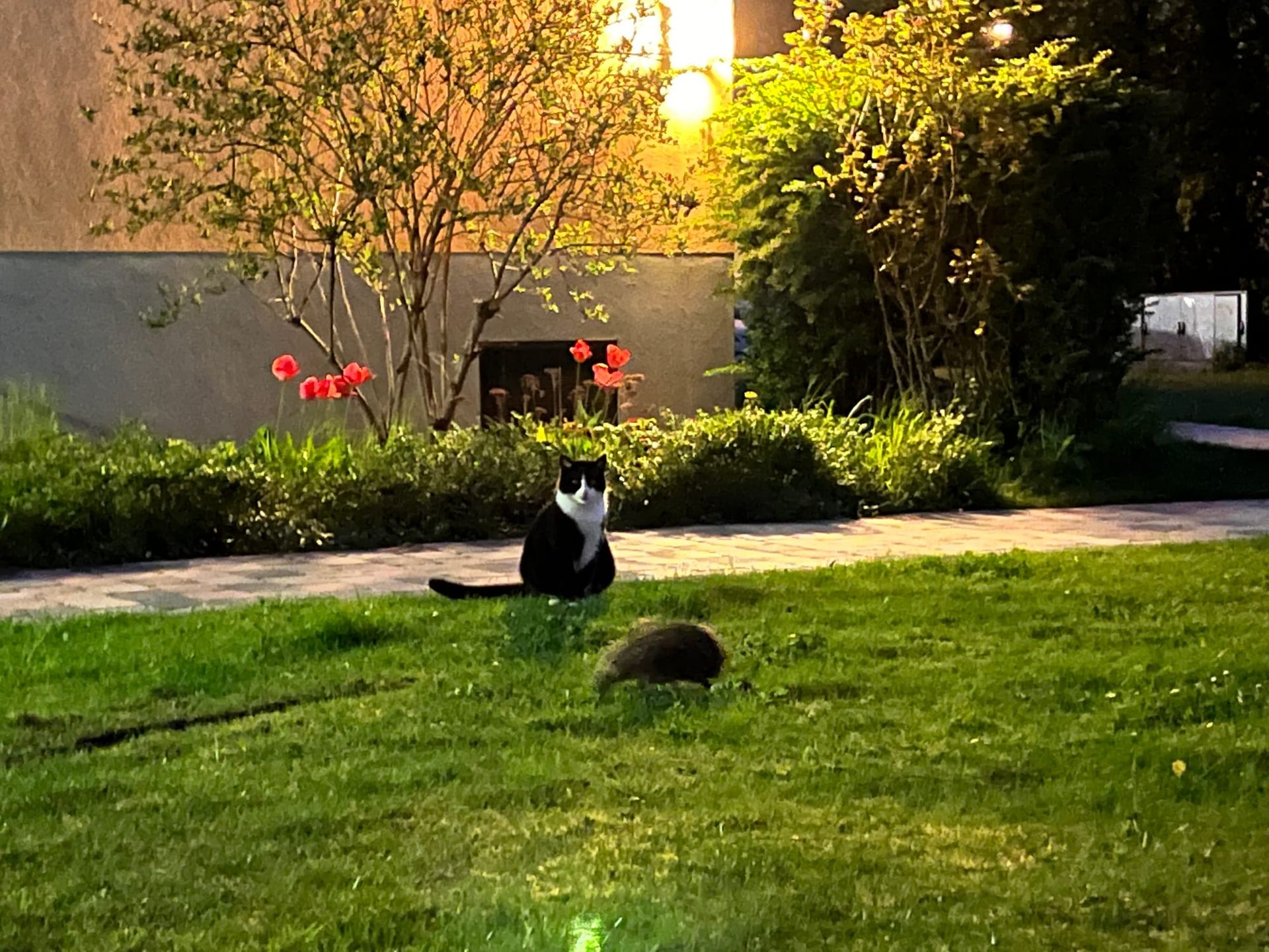 Wenn sich Katze und Igel gute Nacht sagen 🌙