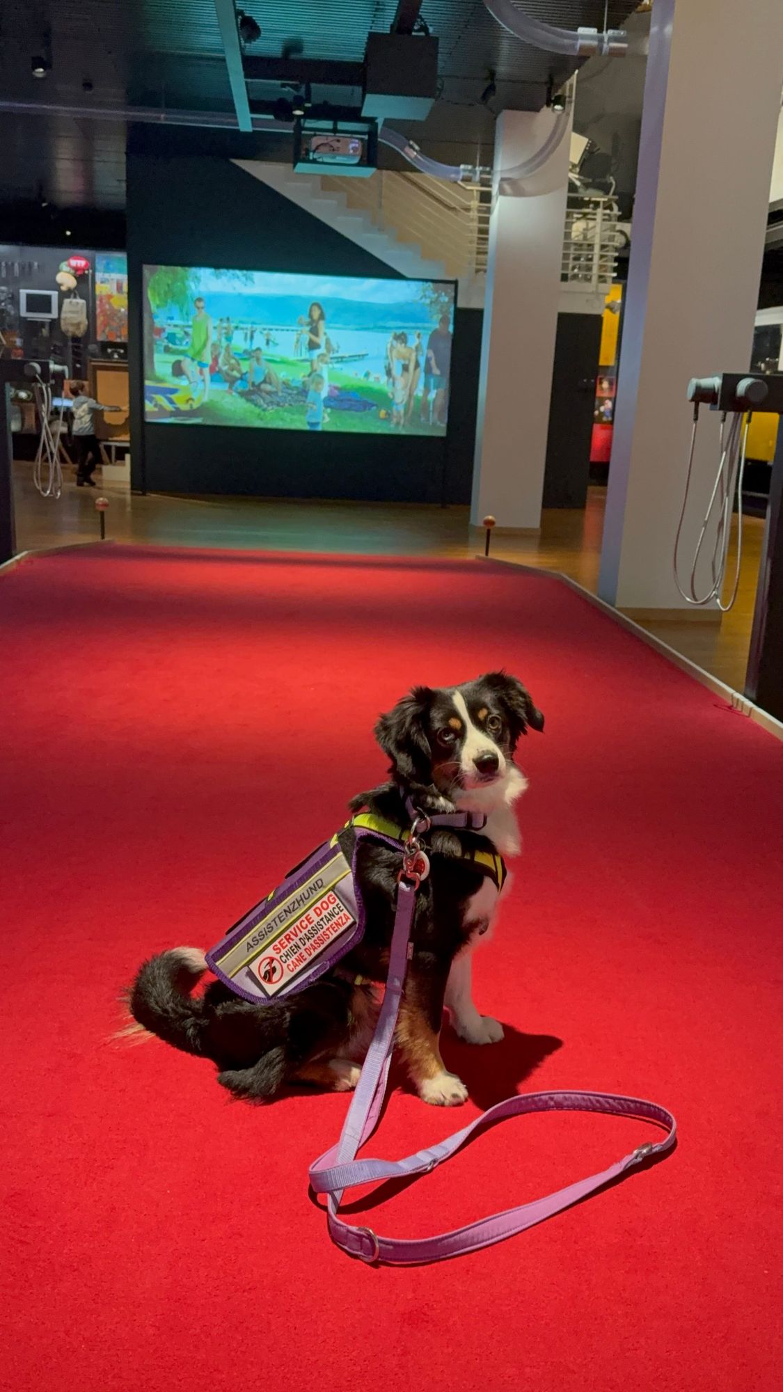 Mit Assistenzhund ins Museum für Kommunikation in Bern
