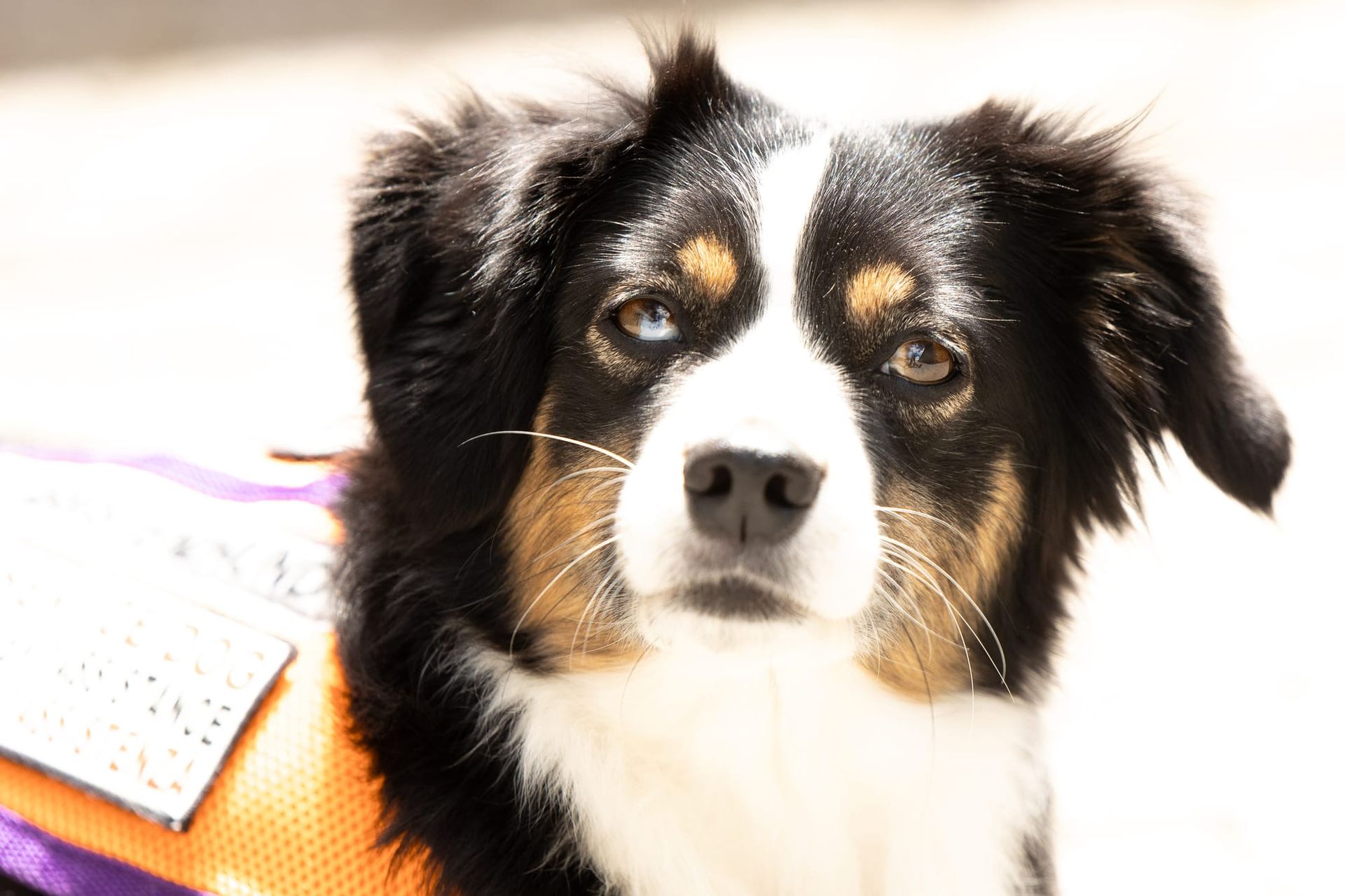 Herzlich Willkommen, liebes fantastisches Pfötchen.