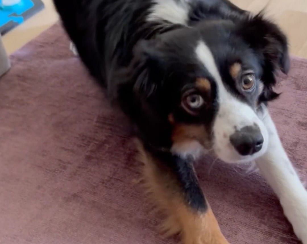 Wie Finchen mir sagt, dass sie Bällchen spielen möchte...