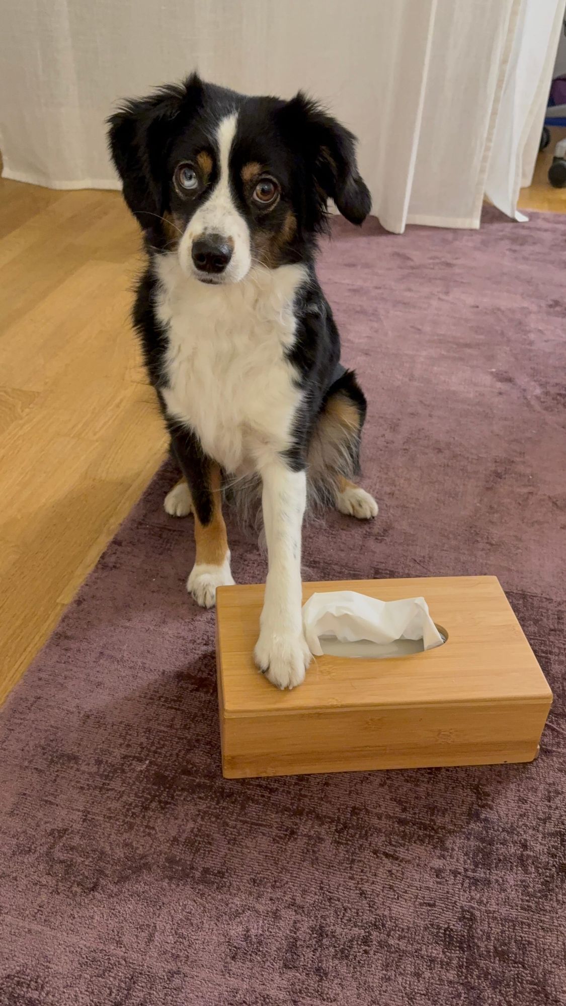 Wenn dein Assistenzhund Taschentücher bringt – und dein Herz gleich mit