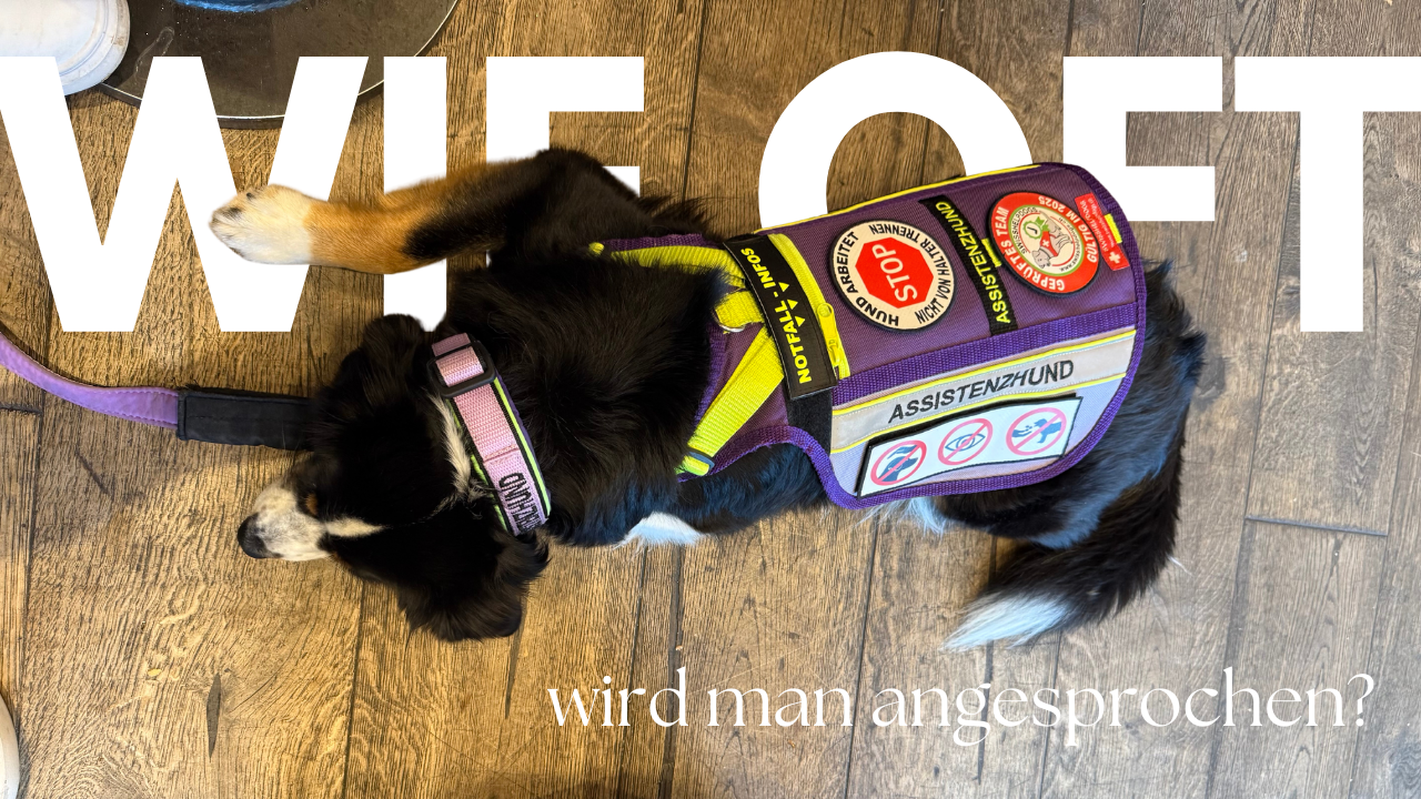 [PREVIEW] Werde ich oft in meinem Alltag auf meine Assistenzhündin angesprochen?