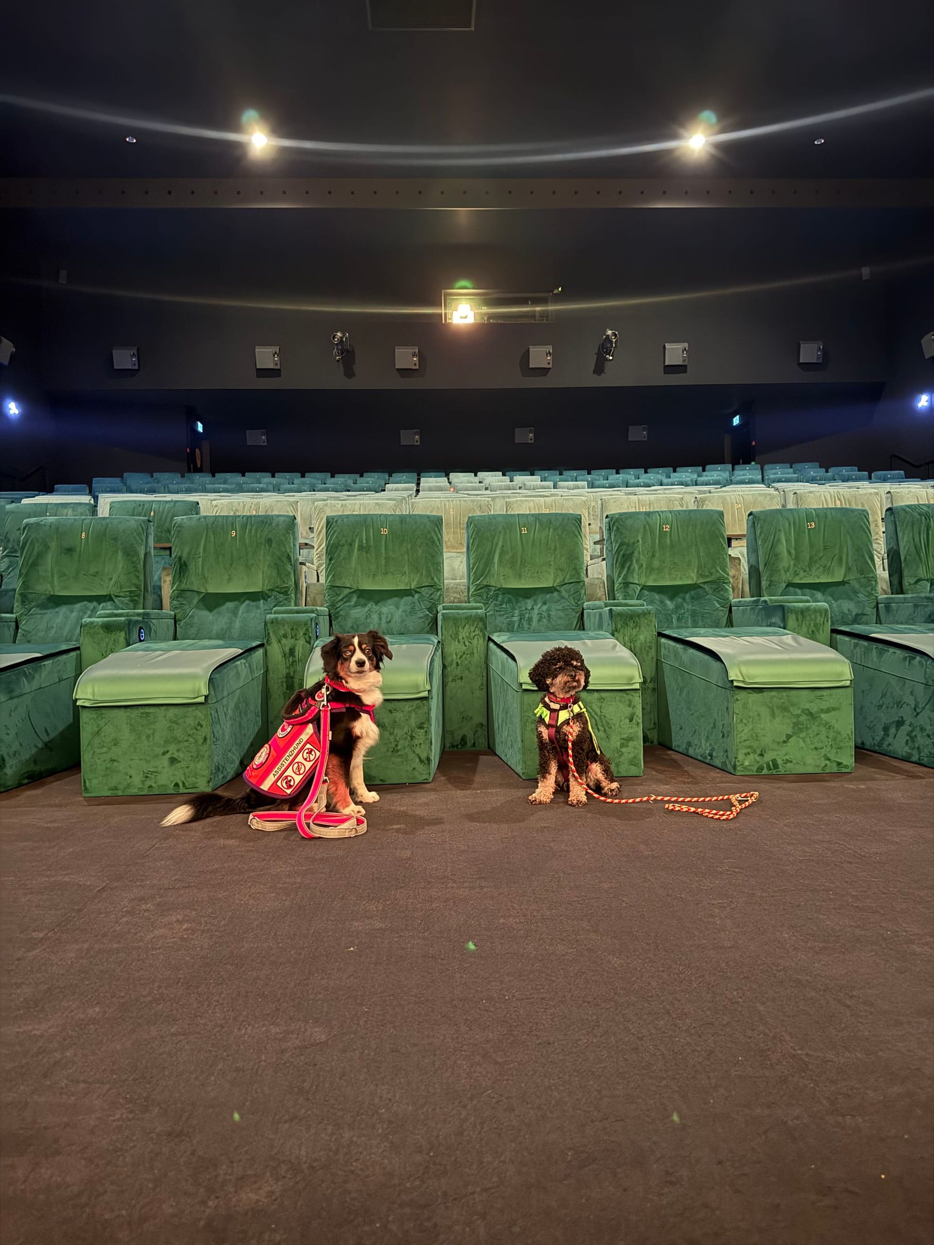 Kino mit Assistenzhund - Unser Besuch bei „Der Teufel trägt Prada 2“