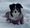 Der erste Schnee und ein platter Hund *wortwörtlich*