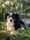 Wie hilft ein Assistenzhund im Alltag?