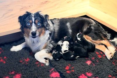 Mama Roxy