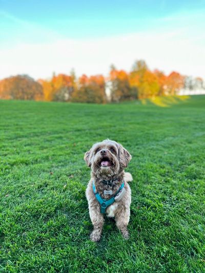 Vito