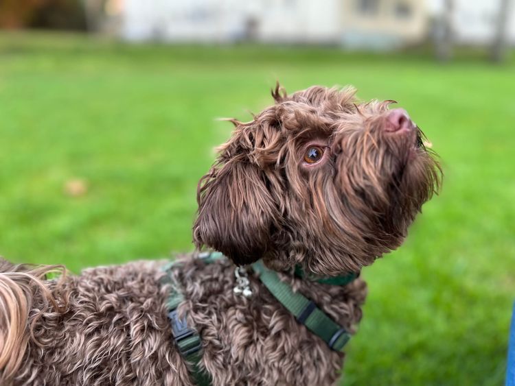 Milo