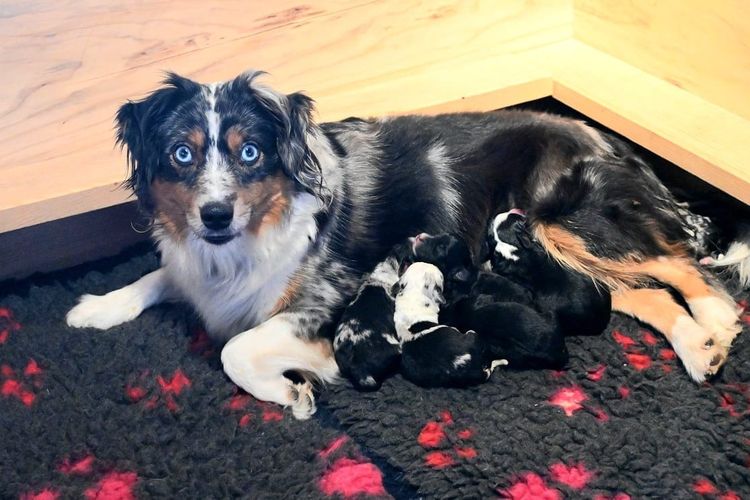 Mama Roxy