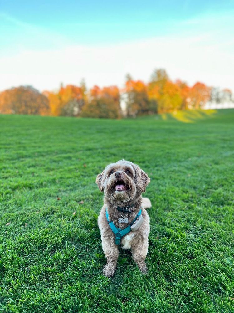 Vito