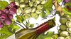 El nuevo enfoque del mundo del vino: aspectos económicos y enoturismo