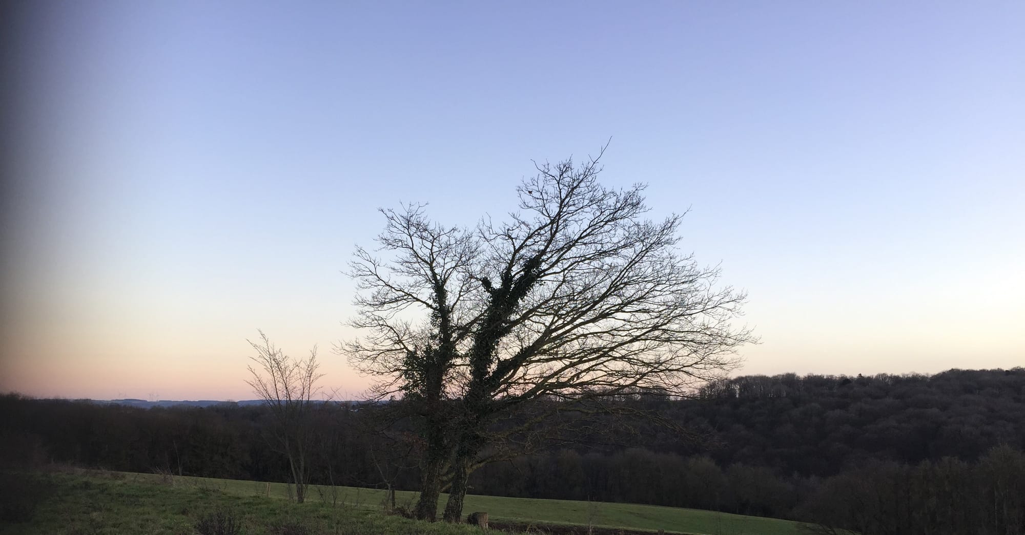 A solitary old tree with bare spreading branches standing beneath a broad, pale winter sky.