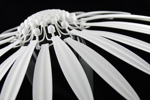 daisy2.png daisy2.png