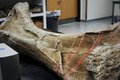 Drexel Dino Bone