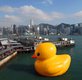 The Duck