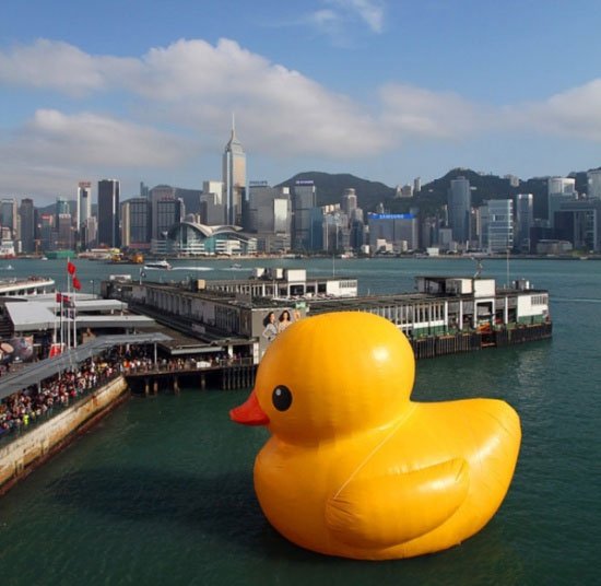 The Duck