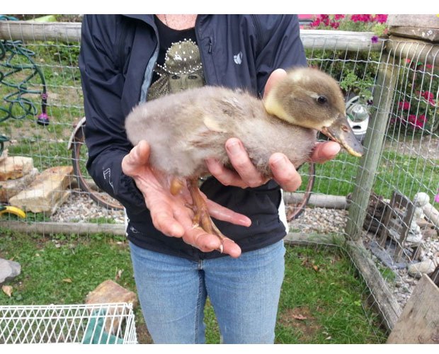 Dudley struggled to walk without the lower half of his right leg