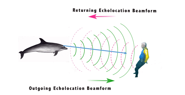 How a dolphin echolocates a human