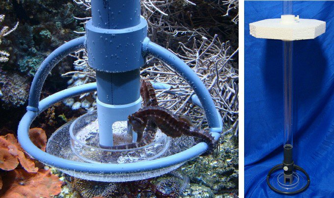 Seahorse