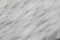OPT-feather.jpeg