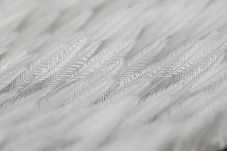 OPT-feather.jpeg
