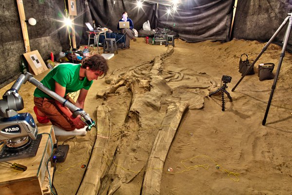 Scanning fossils