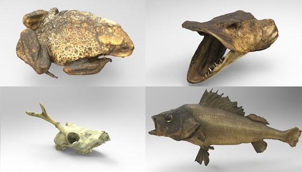threeding_animal_anatomy_4_0.jpg