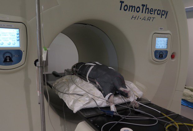 Cootie during a treatment session.jpeg