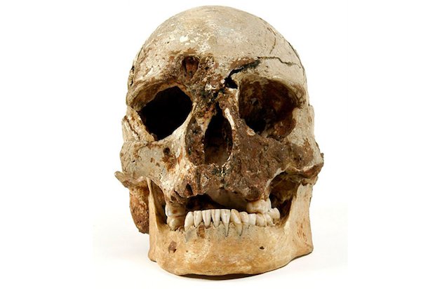 Cheddar Man skull original