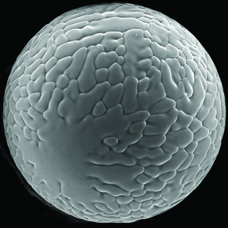 Equispheres
