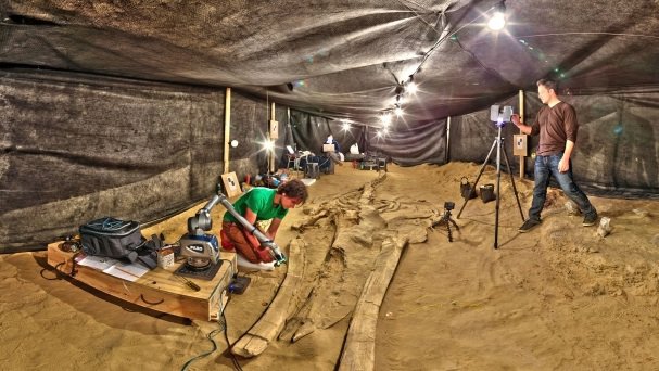 Smithsonian whale fossil 3D scanning