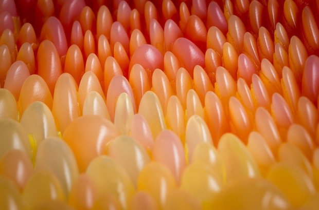 Neri Oxman's Gemini chaise