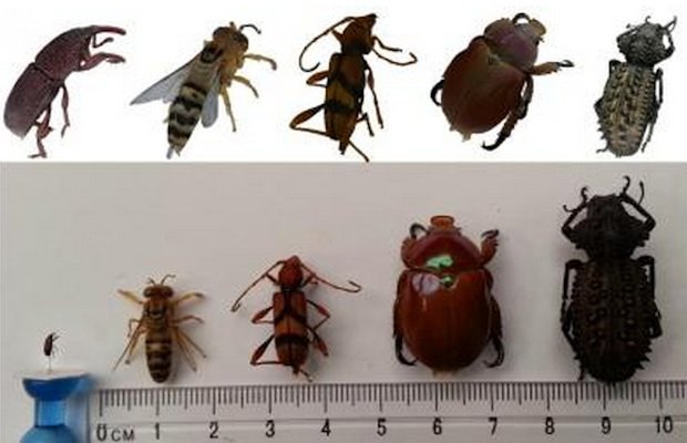 Entomology